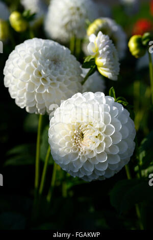 Dahlie l ' Ancresse weiße Kugel Dahlien blühen Blumen Blüte Blüte mehrjährige Knolle Tuberöse Pflanze RM Floral Stockfoto