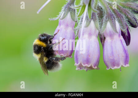 White Tailed Hummel; Bombus Lucorum Single auf Beinwell Cornwall; UK Stockfoto