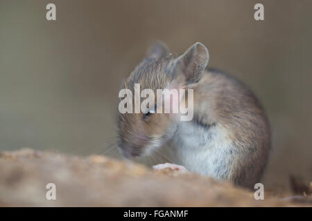 Waldmaus; Apodemus Sylvaticus einzelne Grooming gefangen; UK Stockfoto