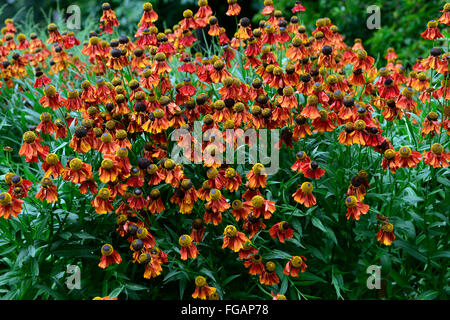 Helenium Moerheim Beauty Red Helen Blume Sneezeweed Blume Blüte Blumen Blüte mehrjährige RM Floral Stockfoto