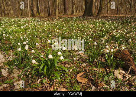 Frühling Wald mit Maiglöckchen (Convallariaarten Majalis), Leipzig, Deutschland Stockfoto