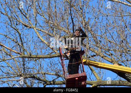 Beschneiden Bäume mit einem Greifarm. Unnötige Kettensäge Schneiden von Ästen des Baumes. Setzen in der Reihenfolge der Parks und Gärten. Stockfoto