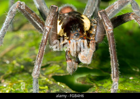 Giant Fishing Spider (Ancylometes sp.) Männchen mit erweiterten Pedipalpen im ecuadorianischen Amazonas-Regenwald Stockfoto