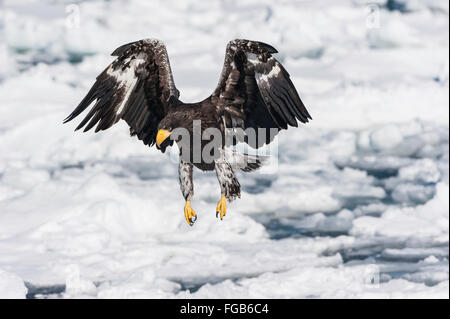 Halbwüchsige Steller Seeadler Haliaeetus Pelagicus, Rausu, Offshore-Hokkaido, Ochotskisches Meer, Japan Stockfoto