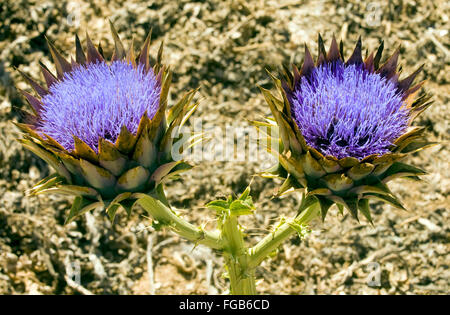 Griechenland, Kreta, Insel Gavdos, wilde Artischocken (Cynara Cardunculus Scolymus) Stockfoto