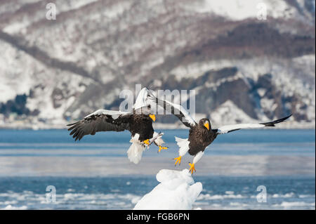 Steller der Seeadler, Haliaeetus Pelagicus, Essen Fisch, Rausu, Offshore-Hokkaido, Ochotskisches Meer, Japan Stockfoto