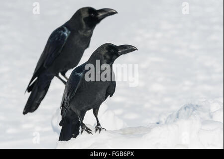 Dschungel Krähe, große verrechnet oder dick-billed Crow, japanische Krähe, Corvus Macrorhynchos Japonensis, Rausu, Hokkaido, Japan Stockfoto