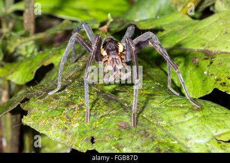 Giant Fishing Spider (Ancylometes sp.) Männchen mit erweiterten Pedipalpen im ecuadorianischen Amazonas-Regenwald Stockfoto