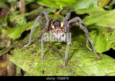 Giant Fishing Spider (Ancylometes sp.) Männchen mit erweiterten Pedipalpen im ecuadorianischen Amazonas-Regenwald Stockfoto