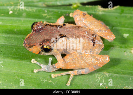 Kichwa Regen Frosch (Pristimatis Kichwarum) in den Regenwald, Ecuador Stockfoto