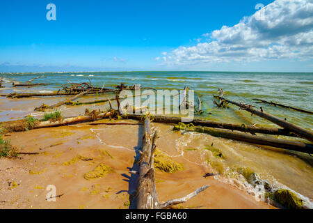 Wilden, einsamen Strand mit gefallenen toten Bäumen. Kap Kolka, Lettland Stockfoto