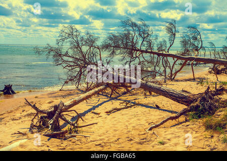 Wilden, einsamen Strand mit gefallenen toten Bäumen. Kap Kolka, Lettland Stockfoto