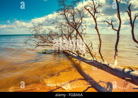 Wilden, einsamen Strand mit gefallenen toten Bäumen. Kap Kolka, Lettland Stockfoto