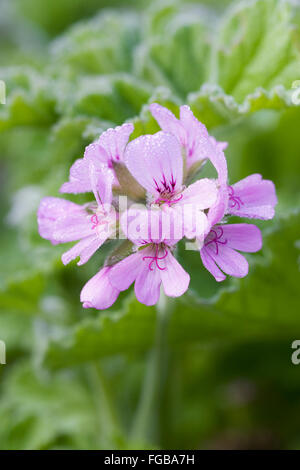 Pelargonium "Attar of Roses". Duftende Blatt Pelargonien. Stockfoto