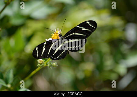Zebra Longwing Schmetterling auf Blume Stockfoto