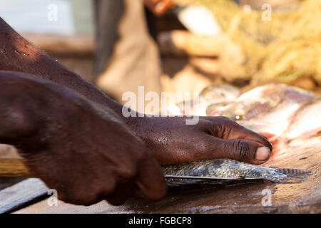 Fischer bereiten frisch gefangenen Tilapia, See Hawassa, Äthiopien, Afrika Stockfoto