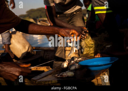 Fischer bereiten frisch gefangenen Fisch in der frühen Morgensonne. See-Hawassa, Äthiopien, Afrika Stockfoto