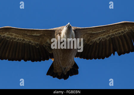 Eurasische Gänsegeier während des Fluges, Montfrague Nationalpark, Extremadura, Spanien, 10/2015 Stockfoto