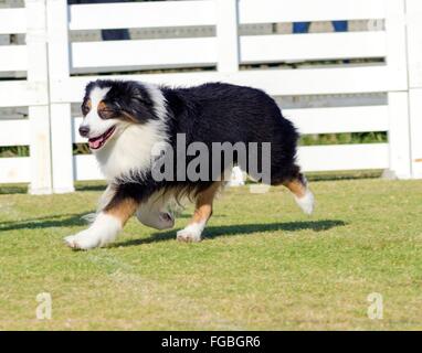 Eine junge, gesunde, schöne, schwarz, weiß und rot Australian Shepherd Hund zu Fuß auf dem Rasen suchen, sehr ruhig und liebenswert. A Stockfoto