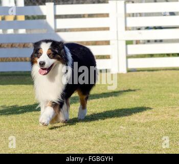 Eine junge, gesunde, schöne, schwarz, weiß und rot Australian Shepherd Hund zu Fuß auf dem Rasen suchen, sehr ruhig und liebenswert. A Stockfoto