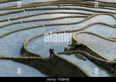 Wasserbüffel und Kalb zu Fuß bis des Reis Terrasse Deich, Laohuzui, Yunnan Provinz, China Stockfoto