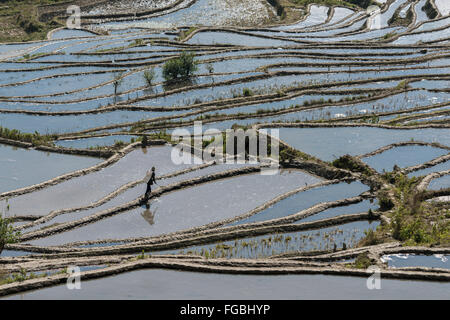 Mann seinen Reis Terrassen, Niujiaozhai Reisterrassen, Provinz Yunnan, China Stockfoto