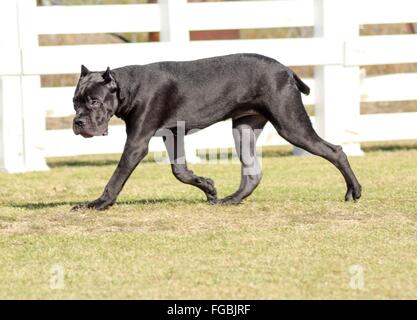 Eine junge, schöne schwarze und weiße mittelgroße Cane Corso-Hund mit kupierten Ohren laufen auf dem Rasen. Die italienische Dogge ist ein Stockfoto