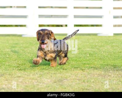 Eine junge schöne Apfelschimmel schwarz und Tan Drahthaar Dackel zu Fuß auf dem Rasen. Die kleinen Hot Dog Hund zeichnet sich für sein Stockfoto