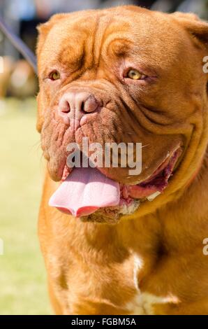 Eine Nahaufnahme Portrait eines jungen, schönen, rötlich-braun, Mahagoni, de Bordeaux Dogge, aka Bordeauxdogge Hundesitting, auf der Gr Stockfoto