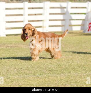 Eine kleine, junge schöne beige, rote English Cocker Spaniel Hund zu Fuß auf dem Rasen, mit seinen Mantel abgeschnitten in einer Show geschnitten, looki Stockfoto
