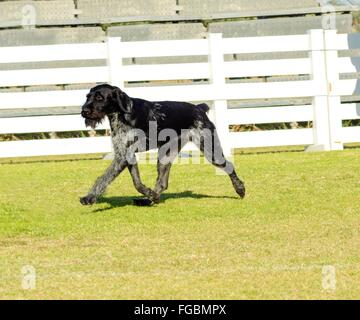 Eine junge, schöne, schwarze und weiße geticktes Deutsch Drahthaar-Hund zu Fuß auf dem Rasen der Drahthaar hat eine unverwechselbare ey Stockfoto