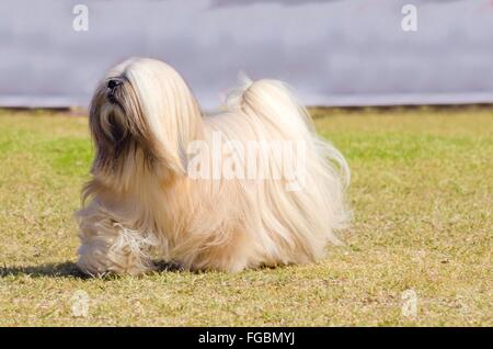 Ein kleiner Junge Licht Tan, beige, Beige, grau und weiß Lhasa Apso Hund mit einem langen, seidigen Fell laufen auf dem Rasen. Der langhaarige Stockfoto