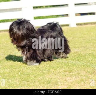 Ein kleiner Junge schwarzer Lhasa Apso Hund mit einem langen, seidigen Fell über ihr Gesicht und Augen laufen auf dem Rasen. Der langhaarige, Bär Stockfoto