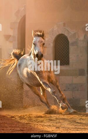 Arabisches Pferd. Grauer Junghengst im Abendlicht, in einer Koppel galoppieren. Ägypten Stockfoto