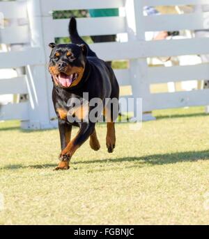 Ein Porträt-Blick auf eine gesunde, robuste und stolz suchen Rottweiler laufen auf dem Rasen. Rotweillers sind bekannt als ich Stockfoto