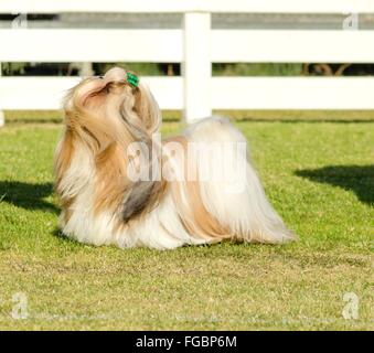 Ein kleiner Junge leichte braune, schwarze und weiße Tan Shih Tzu Hund mit einem langen, seidigen Fell und geflochtenen Kopf Mantel steht auf dem Rasen-l Stockfoto