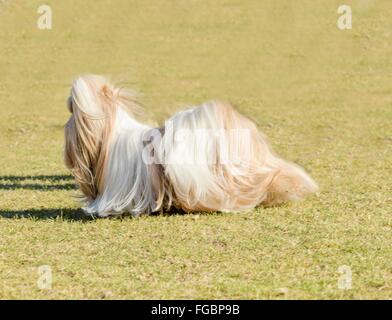 Ein kleiner Junge leichte braune, schwarze und weiße Tan Shih Tzu Hund mit einem langen, seidigen Fell und geflochtenen Kopf Mantel laufen auf dem Rasen. Stockfoto