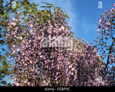 Frühling Blumen lila Glyzinien-Serie Stockfoto