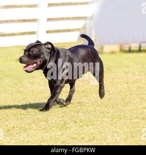 Eine kleine, junge, schöne, schwarze Staffordshire Bullterrier zu Fuß auf dem Rasen suchen, verspielt und fröhlich. Mitarbeiter Englisch Hund Stockfoto