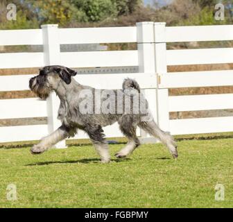 Ein Junge mit Salz und Pfeffer grau Standard Schnauzer Hund zu Fuß auf dem Rasen, auf der Suche nach sehr zufrieden. Es ist dafür bekannt, ein intellig Stockfoto