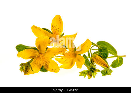 Gelbe Blüten der Heilpflanze Johanniskraut hautnah mit Knospen und Blätter isoliert auf weißem Hintergrund Stockfoto