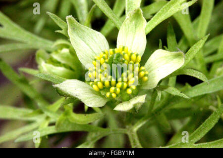 Nigella Sativa, schwarzen Kümmel angebaut einjähriges Kraut mit fein geteilten Blättern und blass weiße Blüten, Kapsel, schwarzen Samen Stockfoto