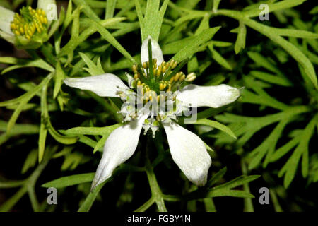 Nigella Sativa, schwarzen Kümmel angebaut einjähriges Kraut mit fein geteilten Blättern und blass weiße Blüten, Kapsel, schwarzen Samen Stockfoto