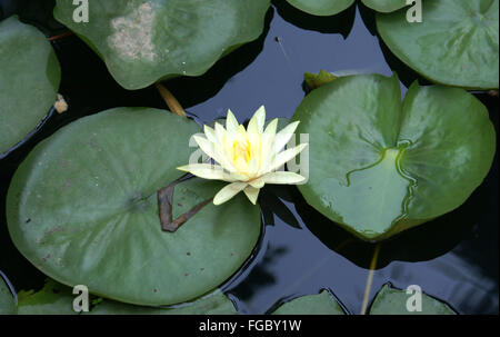 Gelbe Seerose, Mexikanische Seerose, Nymphaea Mexicana, Wasserpflanze mit runden Blättern und gelben Blüten Stockfoto