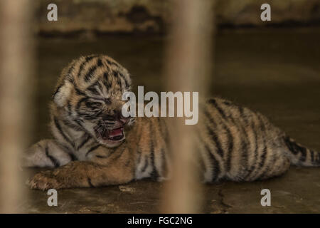 Medan. 18. Februar 2016. Foto aufgenommen am 18. Februar 2016 zeigt ein Neugeborenes Sumatra-Tiger in einem Käfig in Medan Zoo Park in Medan von Nord-Sumatra, Indonesien. Bildnachweis: Tanto H./Xinhua/Alamy Live-Nachrichten Stockfoto