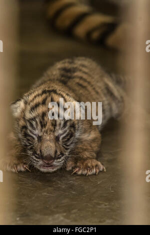 Medan. 18. Februar 2016. Foto aufgenommen am 18. Februar 2016 zeigt ein Neugeborenes Sumatra-Tiger in einem Käfig in Medan Zoo Park in Medan von Nord-Sumatra, Indonesien. Bildnachweis: Tanto H./Xinhua/Alamy Live-Nachrichten Stockfoto