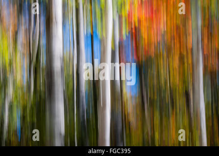 Abstrakte Landschaft von bunten Herbstwald mit Birkenstämmen weiß und leuchtend rot und Orange Herbstlaub.  Bild erzeugen Stockfoto