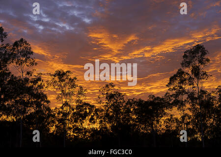 Am frühen Morgen mit Gum Bäumen Bush bekannt als Silhouette gegen bunt leuchtend dramatische australische Sonnenaufgang Eukalyptus-Wald Stockfoto