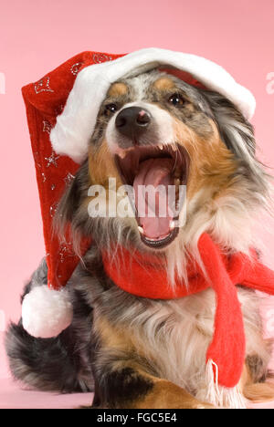Australian Shepherd. Dreifarbigen Erwachsenen einen Weihnachtsmann Hut, Gähnen. Studio Bild vor einem rosa Hintergrund Stockfoto