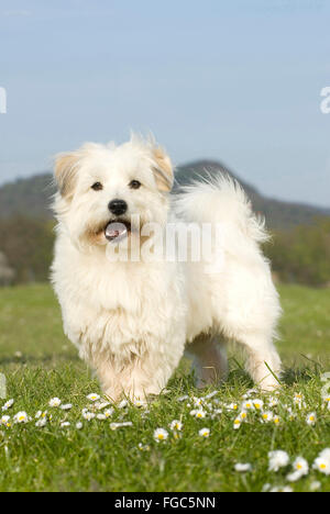 Coton de Tulear. Erwachsener Hund stehend auf einer Wiese. Deutschland Stockfoto